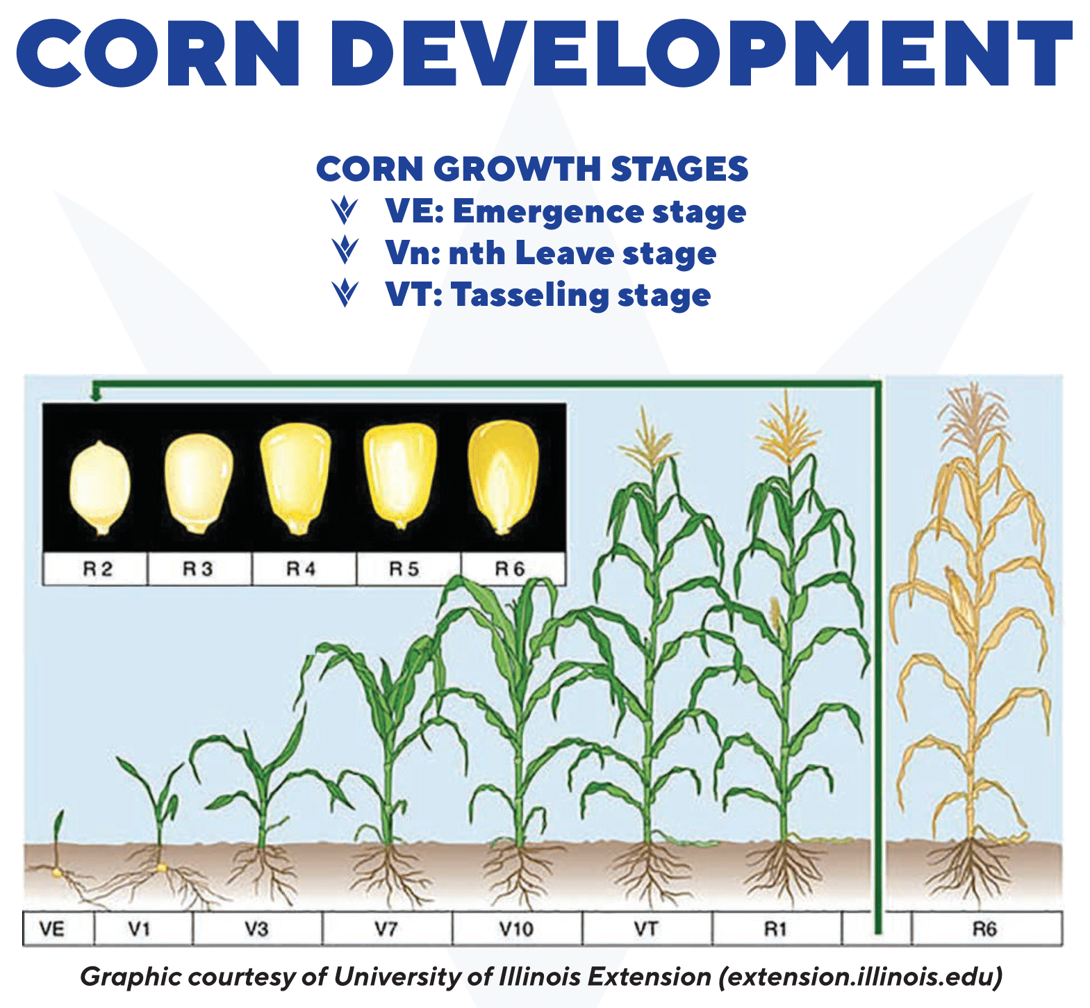 Roles of Nutrients in Corn Crop Excellence