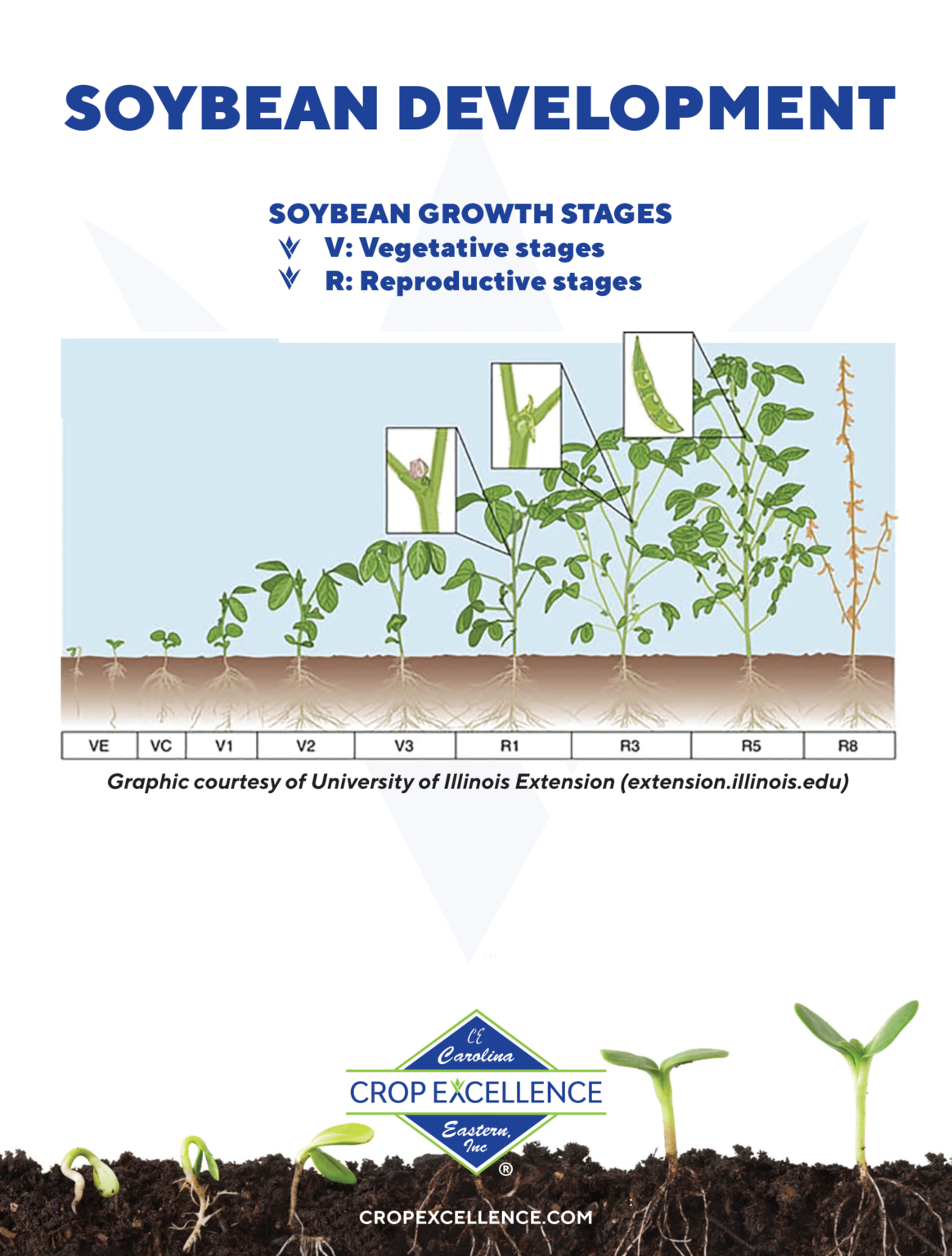 Roles of Nutrients in Soybeans Crop Excellence